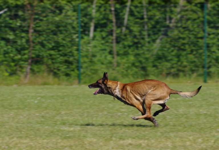 Chien de race berger belge malinois en train de courir sur l'herbe