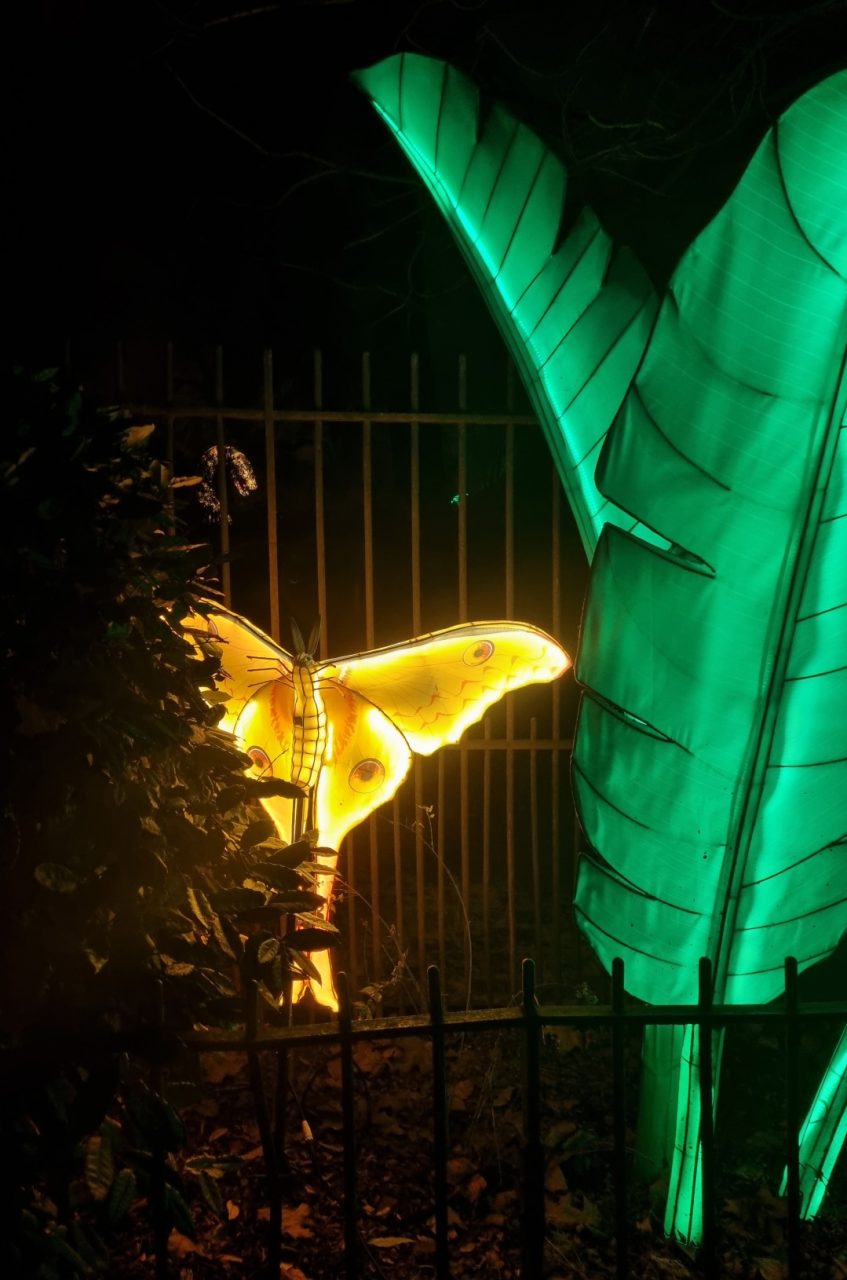 Un papillon jaune en illumination au Jardin des Plantes