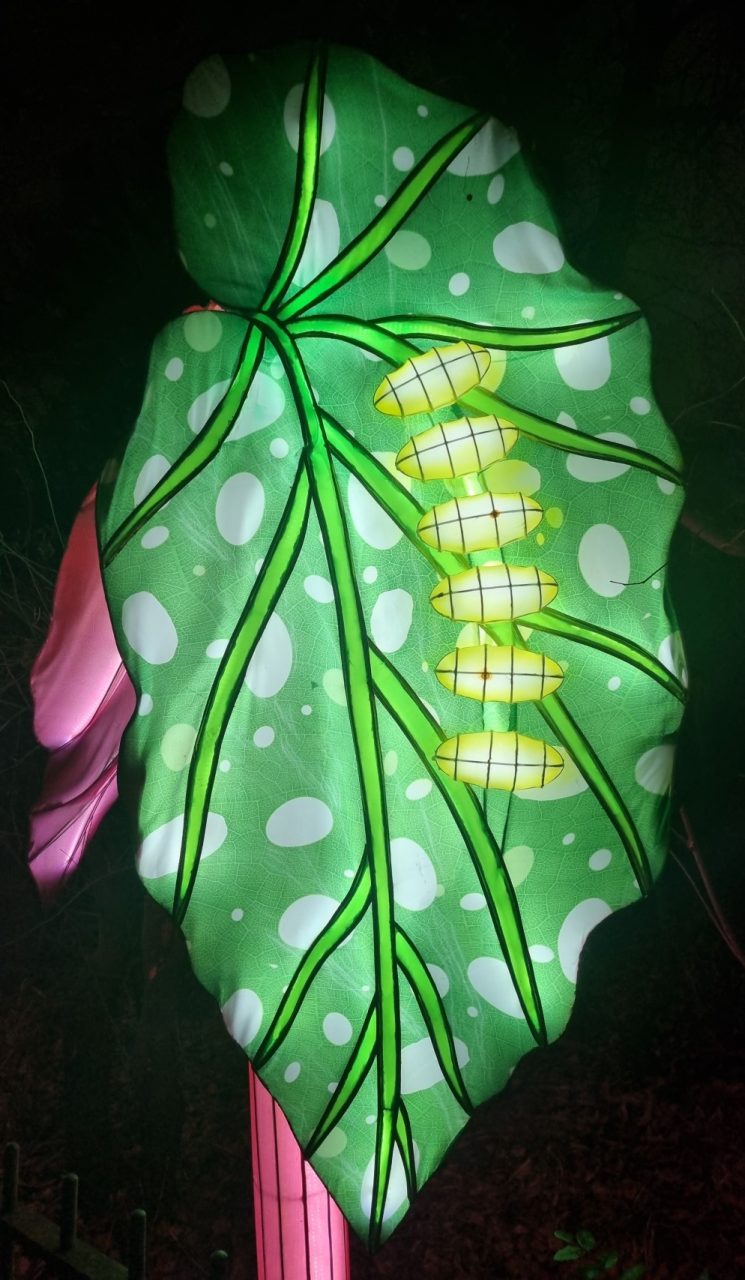 Une grande feuille verte avec une chenille verte par dessus en illumination au Jardin des Plantes