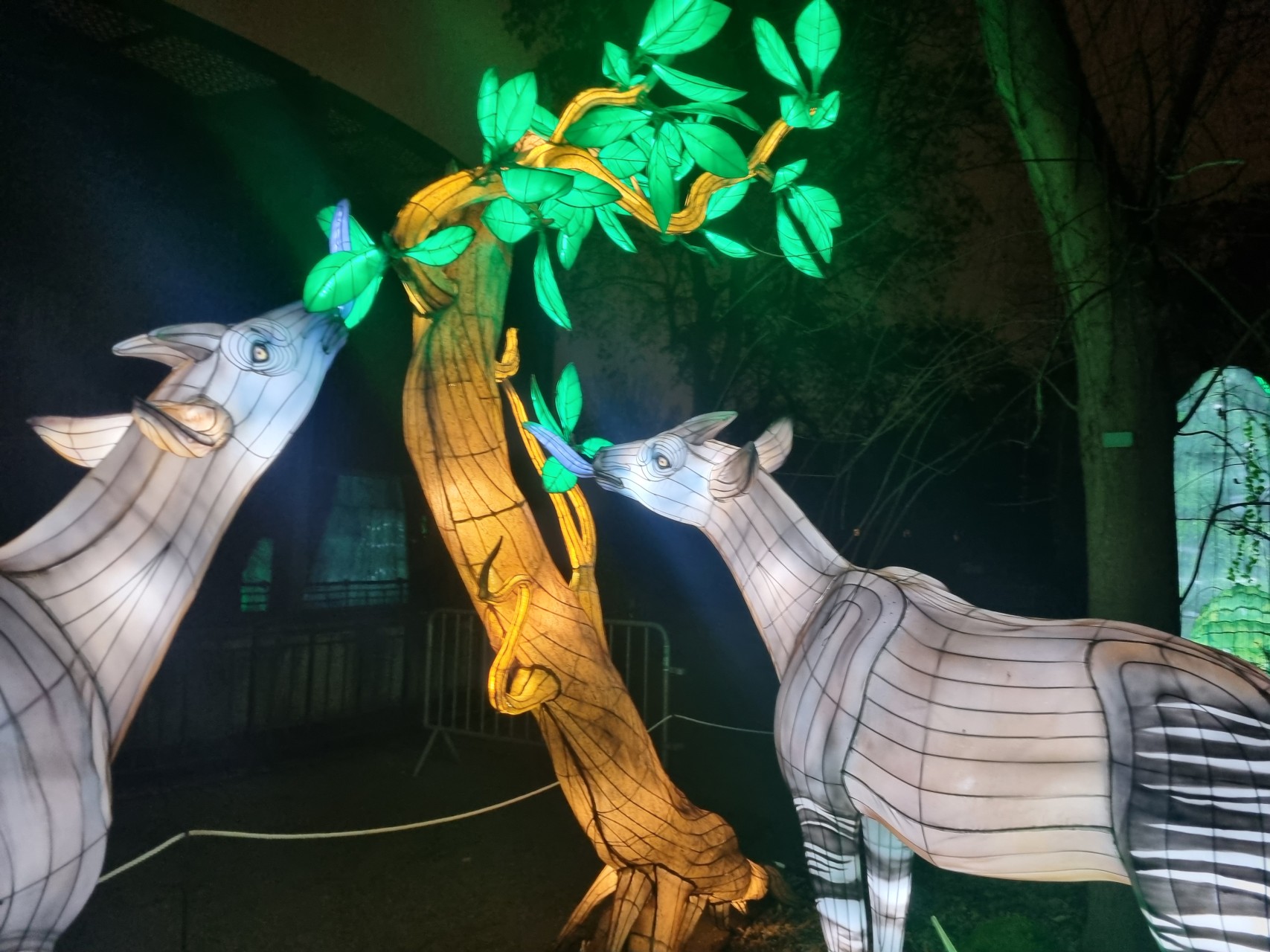 Deux okapis en illumination au Jardin des Plantes