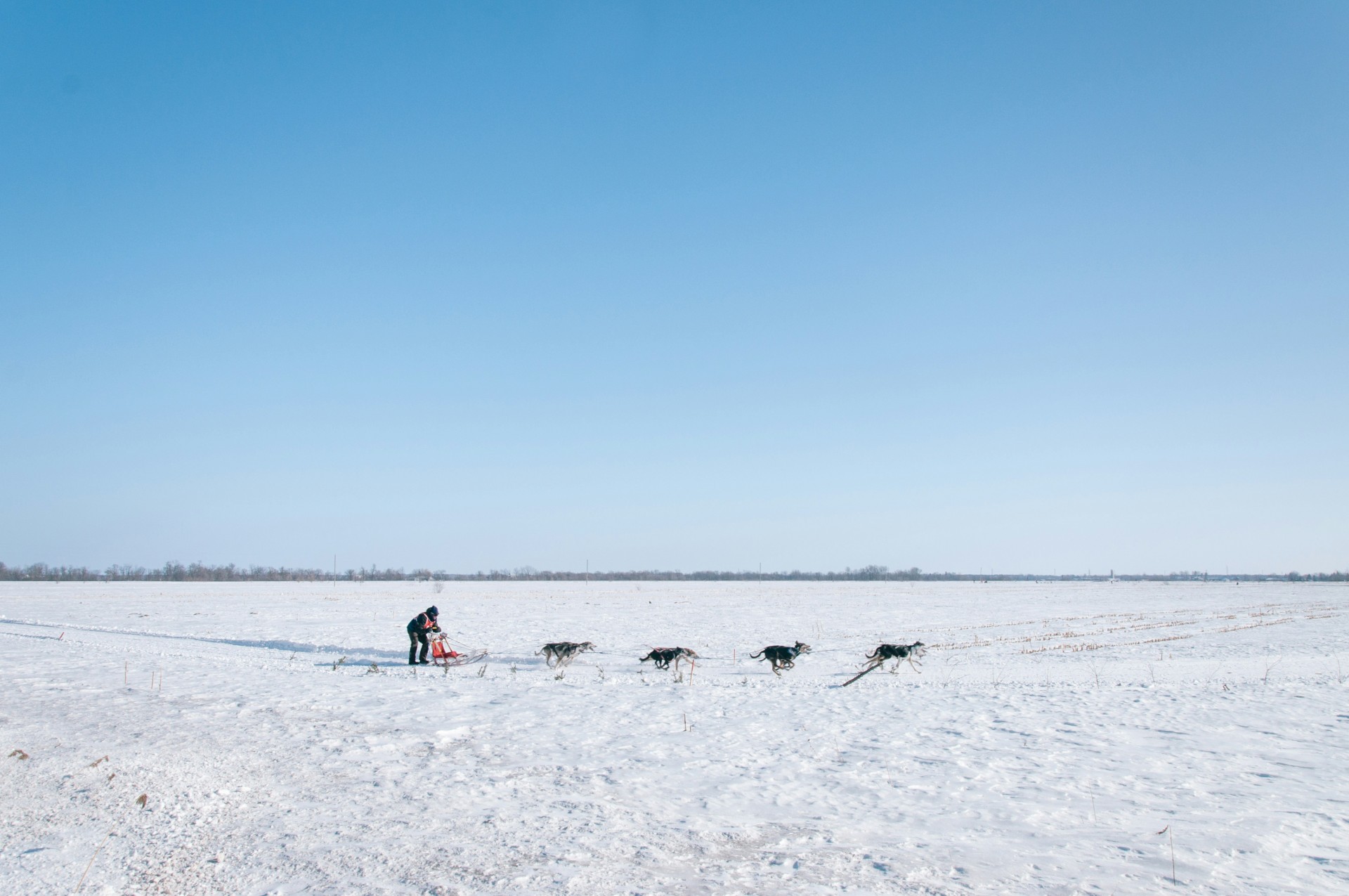 Des chiens en train de tirer un traineau