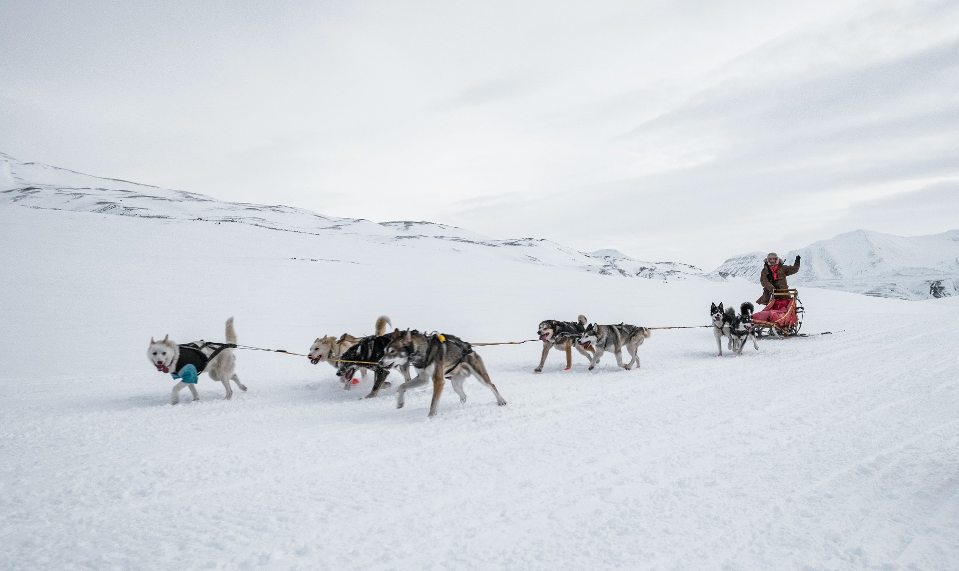 Un traineau tiré par des chiens