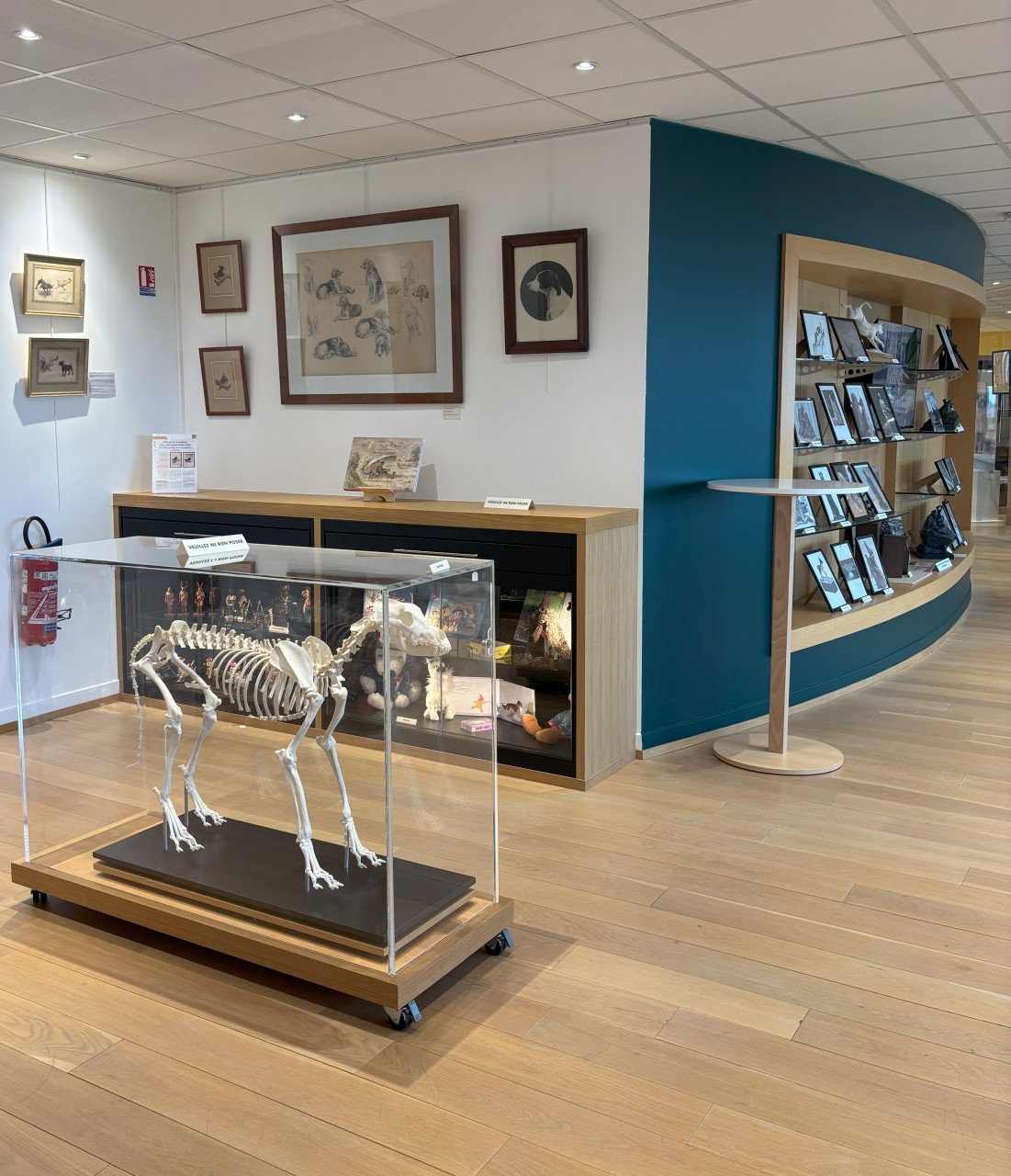 Salle de musée avec un squelette de chien sur roues et des tableaux dans le fond