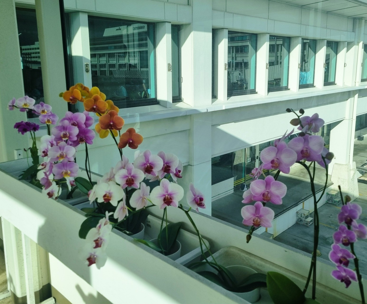 Plusieurs pots contenant des plantes d'orchidées de différentes couleurs le long d'un couloir d'aéroport