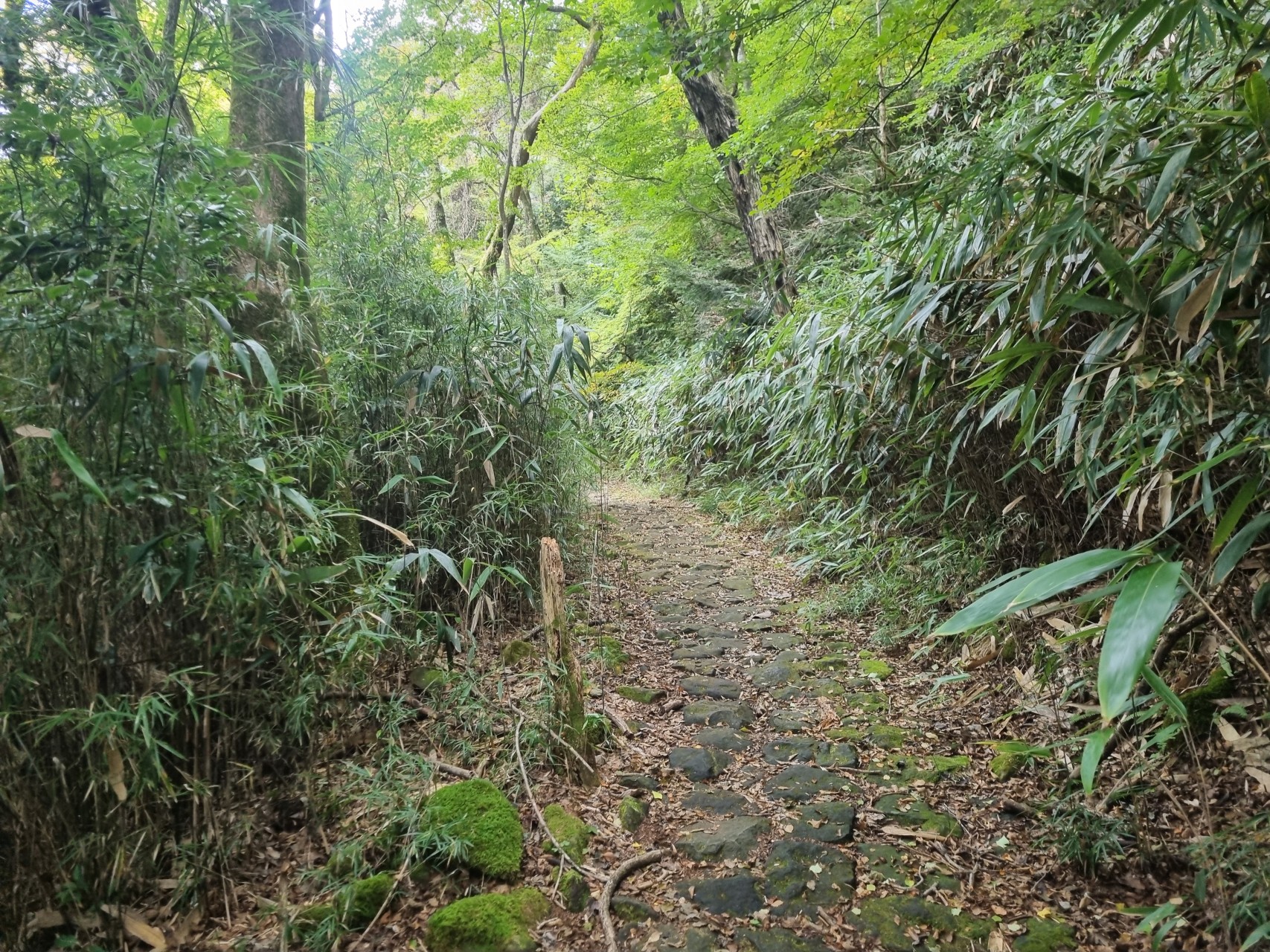 Chemin dans la forêt